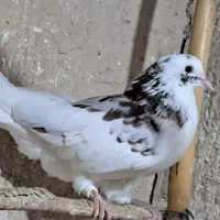 نر جوانه خال قرمز شمرونی