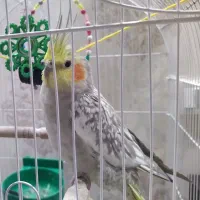 عروس هلندی ماده مولد 2ساله کارداده