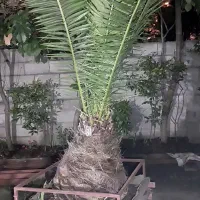 درخت فونیکس و درخت پالم  و گل درخت شمشاد و ۸ طبقه