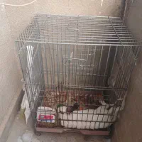 خرگوش نر