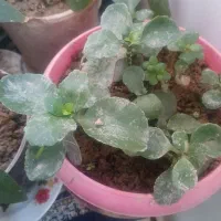 گل طبیعی آپارتمانی|گل و گیاه طبیعی|خمینیشهر, |دیوار