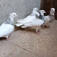 دو جفت طوقی با یدونه جوجه سه ماهه دهگلان