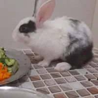 خرگوش