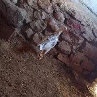 جوجه لاری و بوقلمون