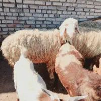 شیش عدد بز|حیوانات مزرعه|اهواز, اسماعیلیه|دیوار