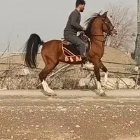 کره یهودا شاهسوندی پنج نشان سن ۴ سال نر