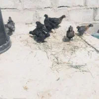 جوجه