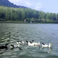 تور شمال گردی|تور و چارتر|باغ بهادران, |دیوار