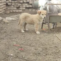 واگذاری توله ماده ترکیب پژدر الابای