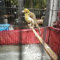 قناری فری|پرنده|کهریزک, |دیوار