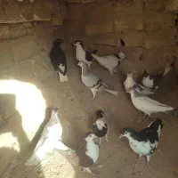 کفتر پلاس