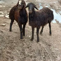 بره نر درجه یک