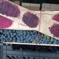 انگورشانی سردشت|خدمات باغبانی و درختکاری|رشت, اسماعیل آباد|دیوار