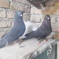 کبوتر جفت