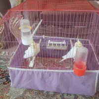 یک جفت مرغ عشق ویک عروس هلندی نرسخنگو|پرنده|گلپایگان, |دیوار