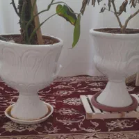 تعدادی گلدان|گل و گیاه طبیعی|اصفهان, فردوان|دیوار
