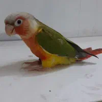 گرنچیک دبل رد