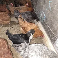 تخم مرغ محلی|خوردنی و آشامیدنی|شهریار, کهنز|دیوار