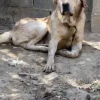 واگذاری سگ پژدر