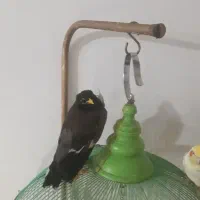 مرغ مینا سخنگو