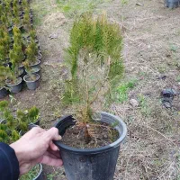 کامیس فشرده