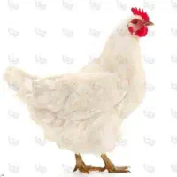 مرغ خانگی 250