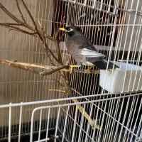 مرغ مینا سخنگو|پرنده|شیراز, پانصد دستگاه ارتش|دیوار