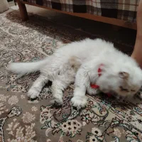 واگذاری گربه پرشین|گربه|کرج, عظیمیه|دیوار