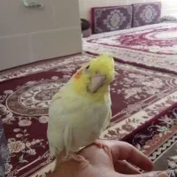 عروس هلندی سخنگو دستی