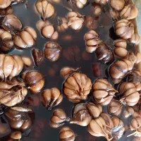 بادام و گردو،الوبخارا،سیر|خوردنی و آشامیدنی|شیراز, شهرک پردیس|دیوار