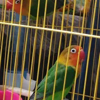 طوطی کوتوله