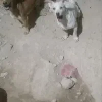 سگ چوله گیر