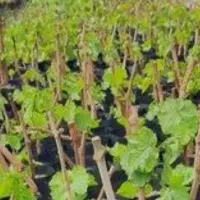 قلم انگور یاقوتی