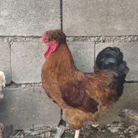 خروس چهل تاج