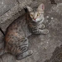 گربه