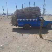 خریدانواع چوب درخت|خدمات باغبانی و درختکاری|سیرجان, |دیوار