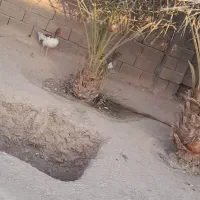 غاز و اردک|حیوانات مزرعه|مهران (هرمزگان), |دیوار