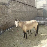 اسب|اسب و تجهیزات اسب‌سواری|الوند, |دیوار