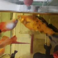 ماهی گیاهخوار