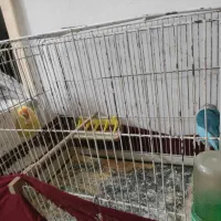 جفت کوتوله سرحال و بازیگوش تازه تخم کردن