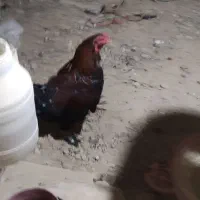 مرغ|حیوانات مزرعه|چنگ الماسی, |دیوار