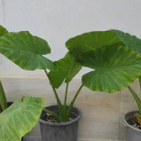 گل بابا آدم|گل و گیاه طبیعی|کازرون, |دیوار