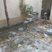 سگ ماده هاسکی باتوله