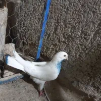 کبوتر