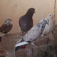 کبوتر کینگ‌شاهی غول