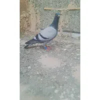 جوجه مسافتی