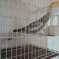 عروس مرواریدی نره|پرنده|شوشتر, |دیوار