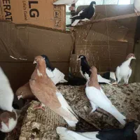 دسته شهری|پرنده|شیراز, شهرک قمشه|دیوار