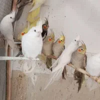 طوطی عروس هلندی|پرنده|رودسر, |دیوار