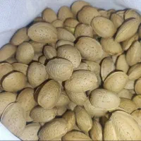 بادام امسالی